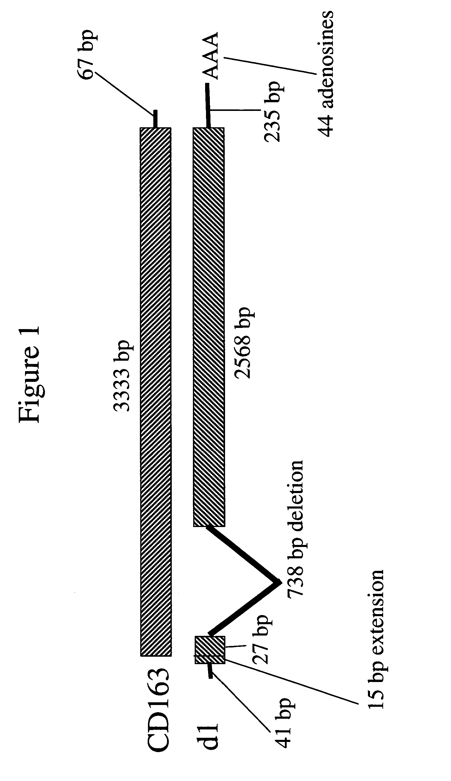 Cellular permissivity factor for viruses and uses thereof