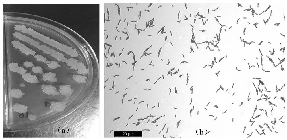 Rainbow trout-derived bacillus subtilis strain as well as screening method and application thereof