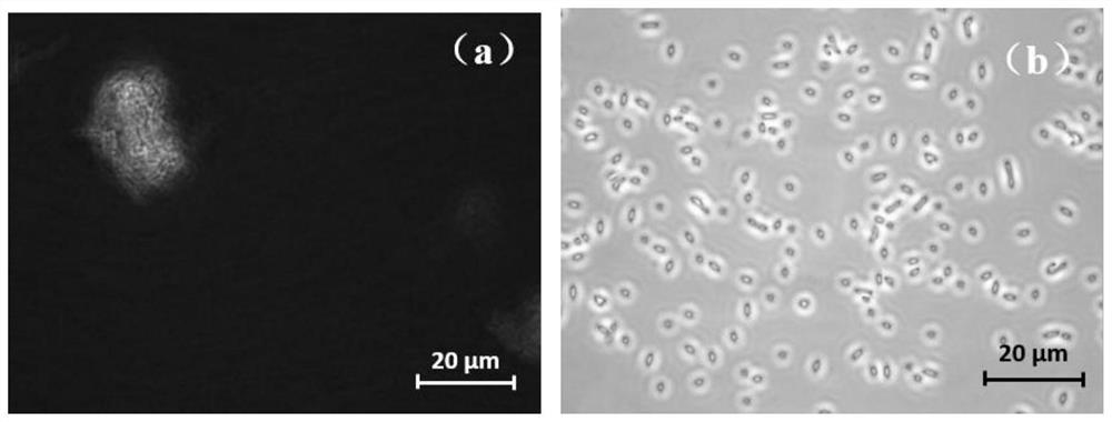 Rainbow trout-derived bacillus subtilis strain as well as screening method and application thereof