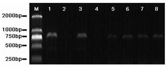 Recombinant Taq DNA polymerase and preparation method thereof