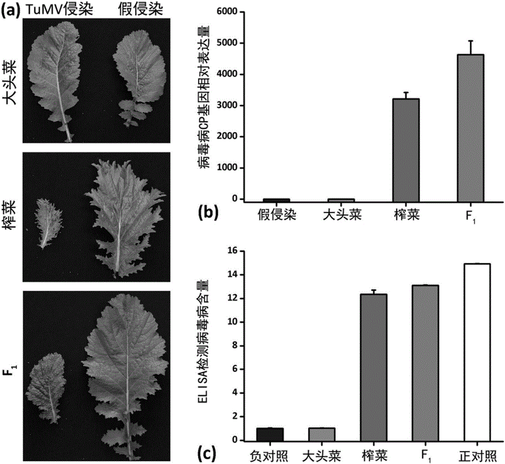 Molecular mark used for resistance identification of leaf mustard turnip mosaic virus disease and use of molecular mark