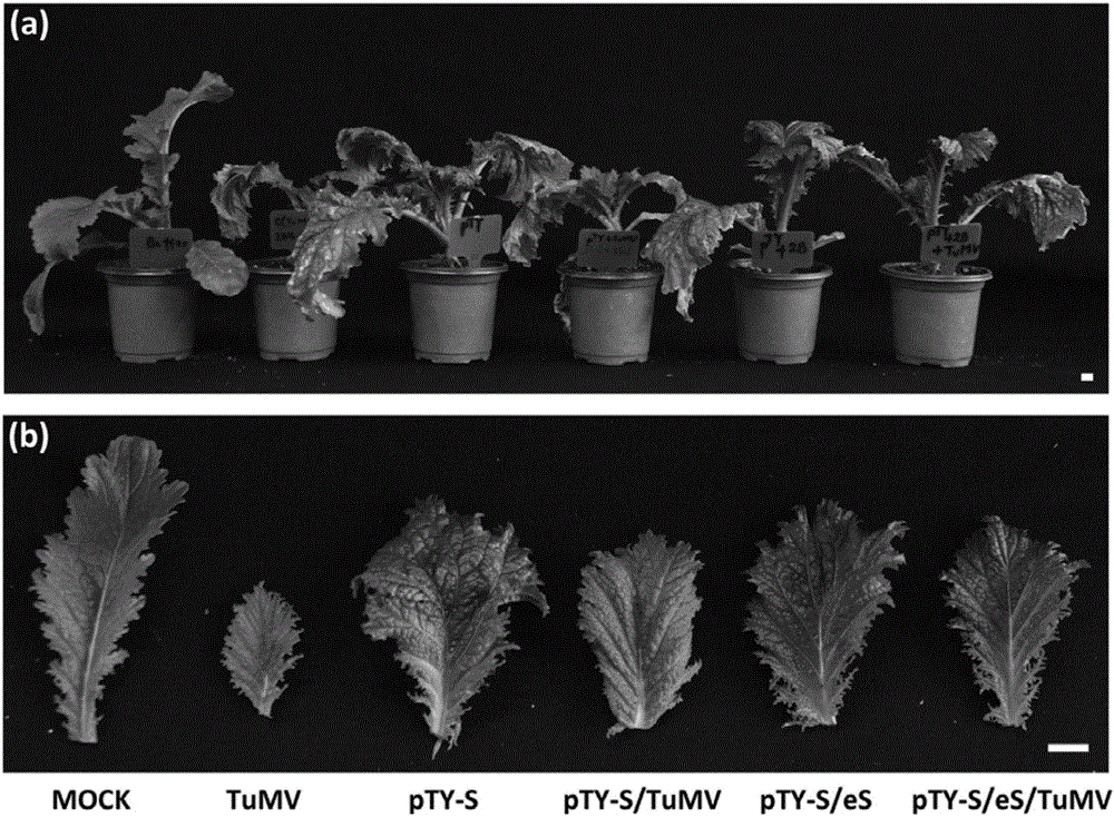 Molecular mark used for resistance identification of leaf mustard turnip mosaic virus disease and use of molecular mark