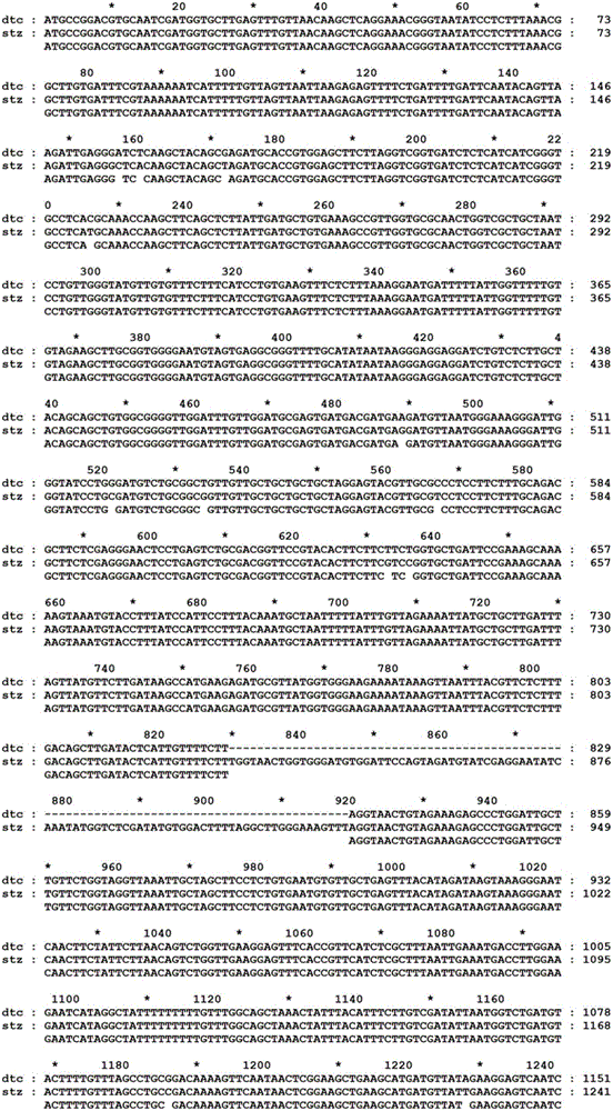 Molecular mark used for resistance identification of leaf mustard turnip mosaic virus disease and use of molecular mark