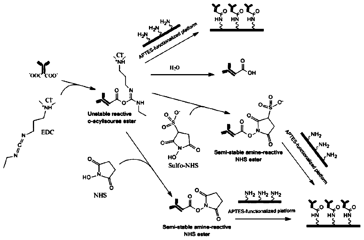 Method for preparing heterodimer protein