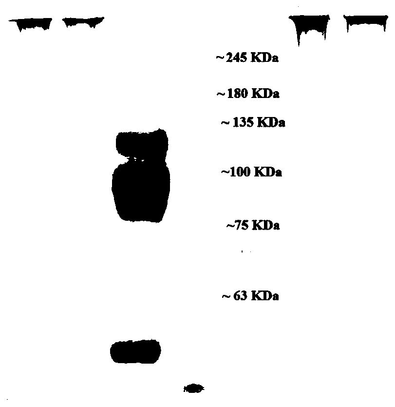 Method for preparing heterodimer protein