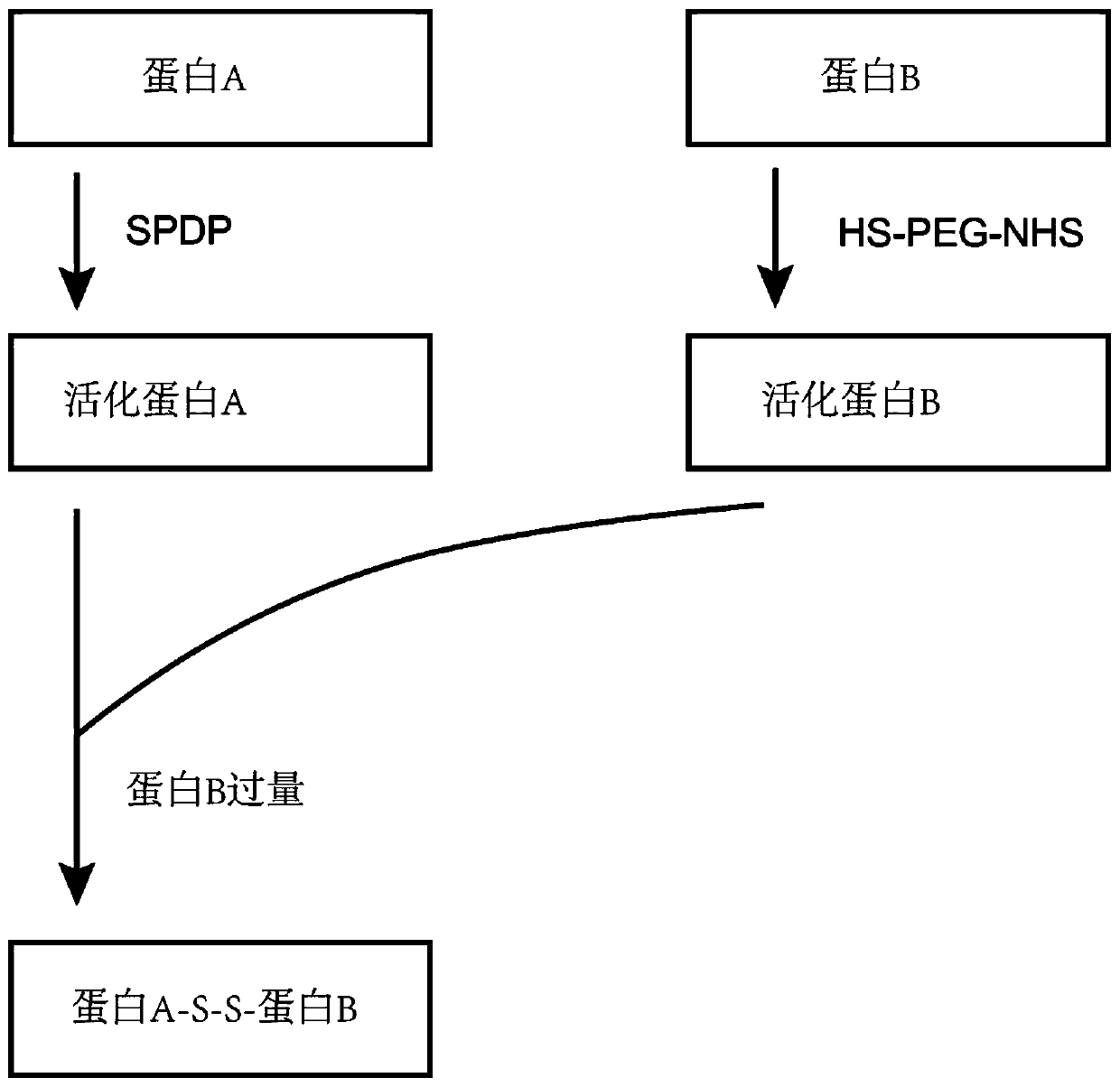 Method for preparing heterodimer protein