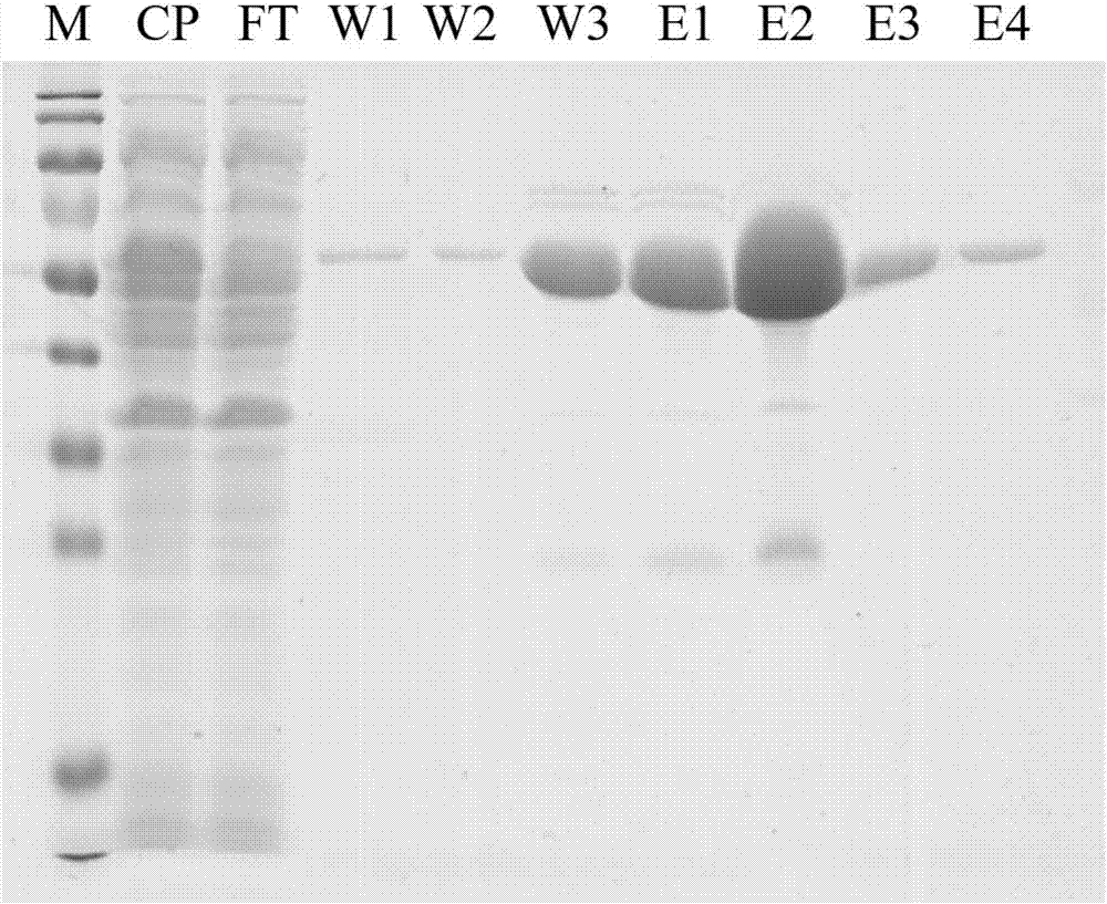 Endoglucanase and its coding gene cel5A-h28 and application