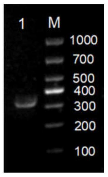 Recombinant pichia pastoris genetically engineered bacterium as well as construction method and application thereof