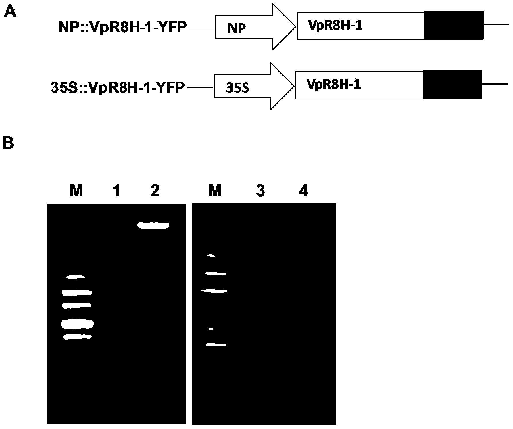 Specific grape powdery mildew resistant gene VpR8H-1 cDNA (complementary deoxyribonucleic acid) sequence and application of cDNA sequence