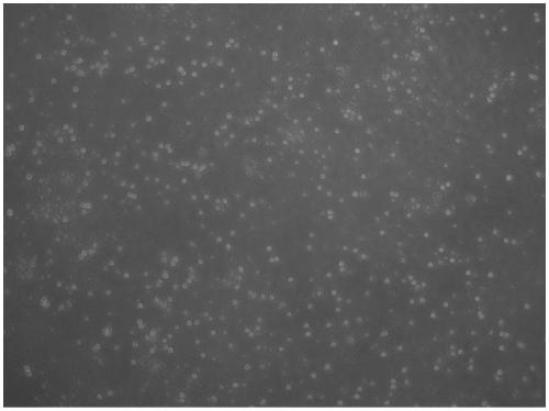 A method for isolating and culturing hepatic stellate cells of long-clawed gerbils