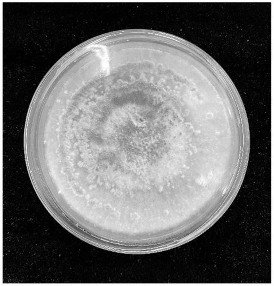 Method for rejuvenating trichoderma viride degenerated strain through trace element compound amino acid