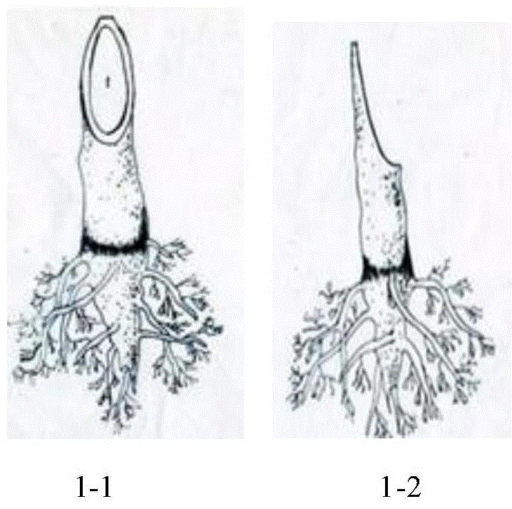 Root system rejuvenation method of ginkgo seedlings inserted upside down