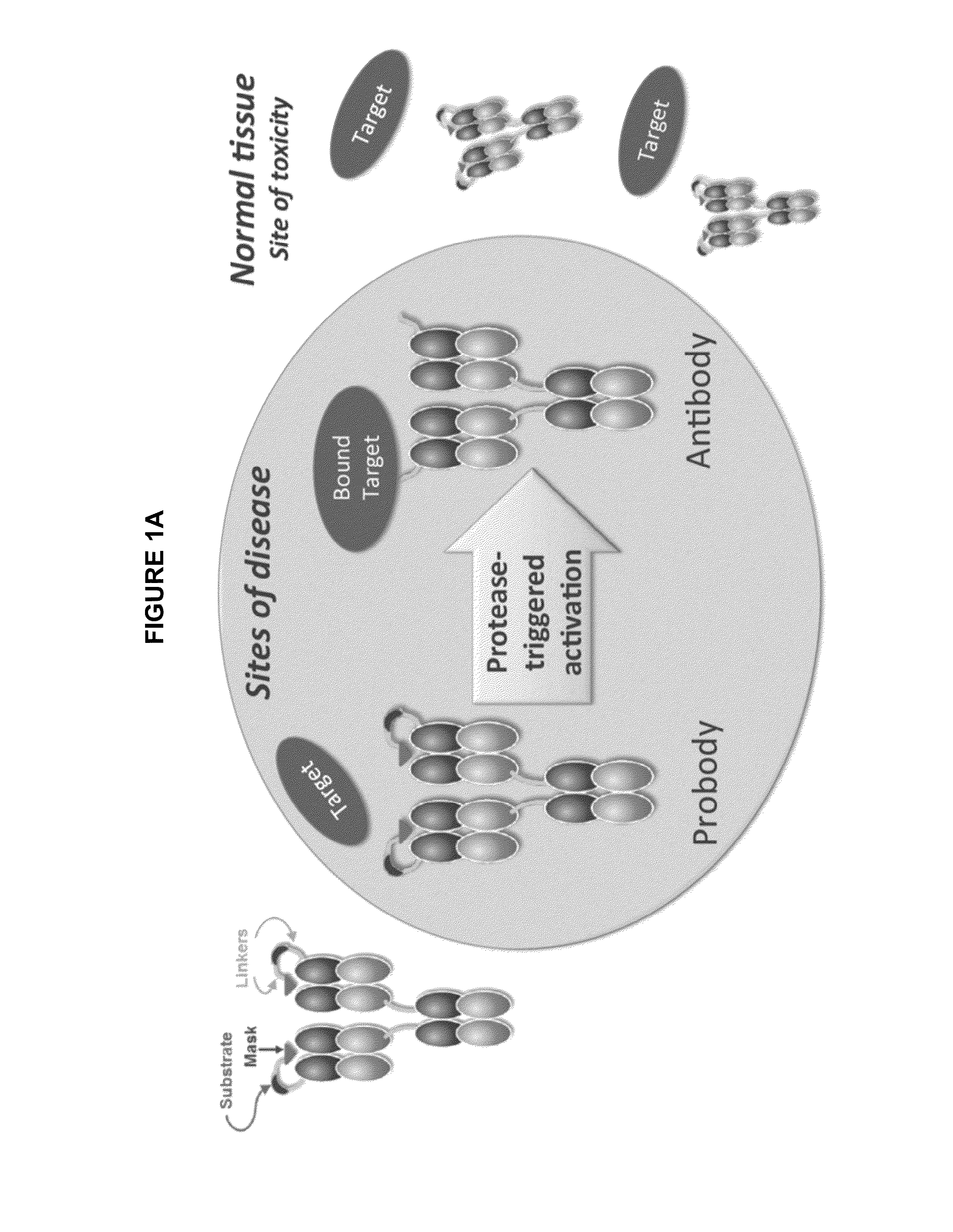 Activatable Antibodies That Bind Epidermal Growth Factor Receptor And Methods Of Use Thereof