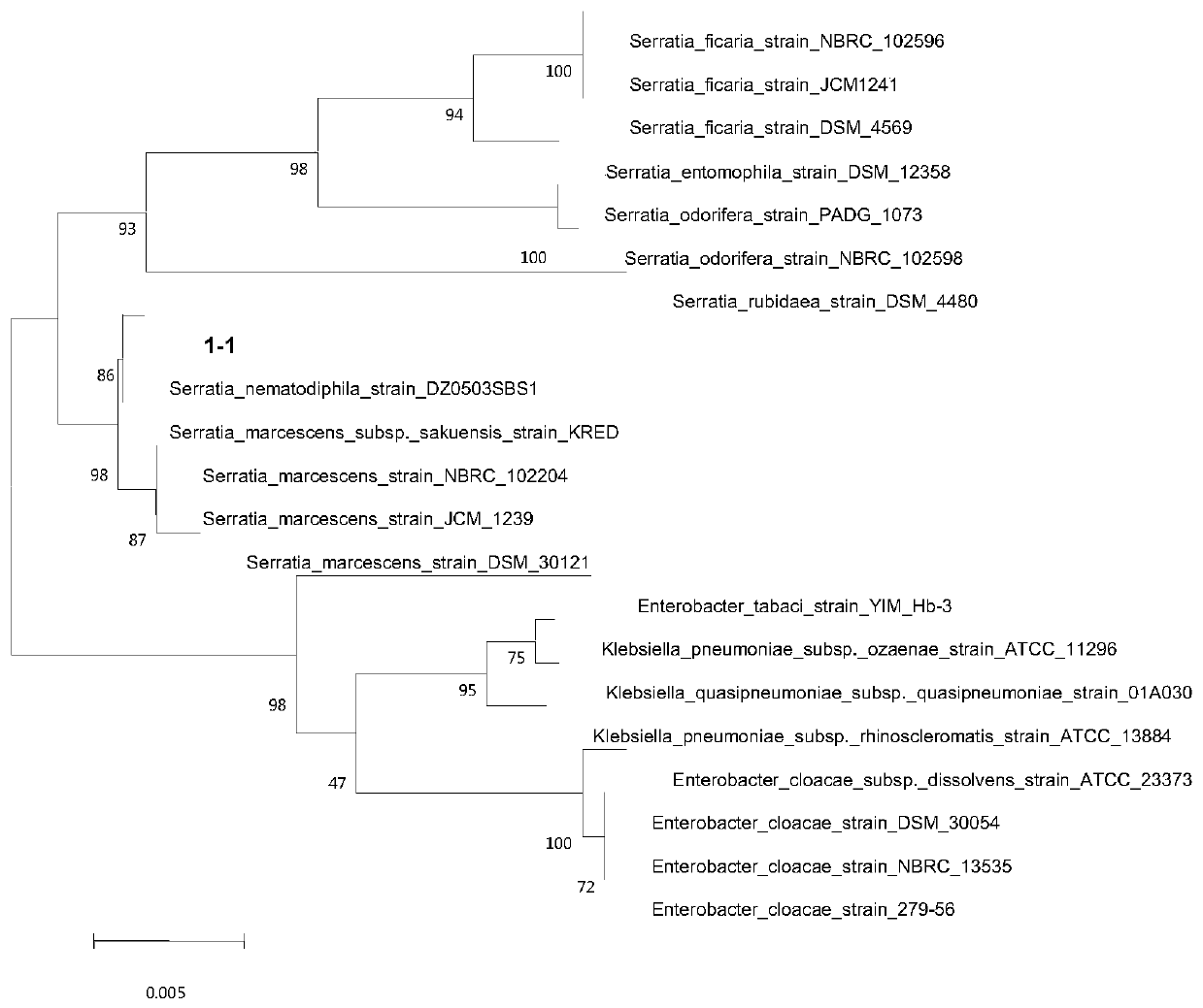 Serratia nematodiphila and acquisition method and application thereof