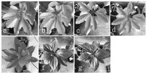 Method for using microorganisms to control iron deficiency yellowing of cinnamomum camphora