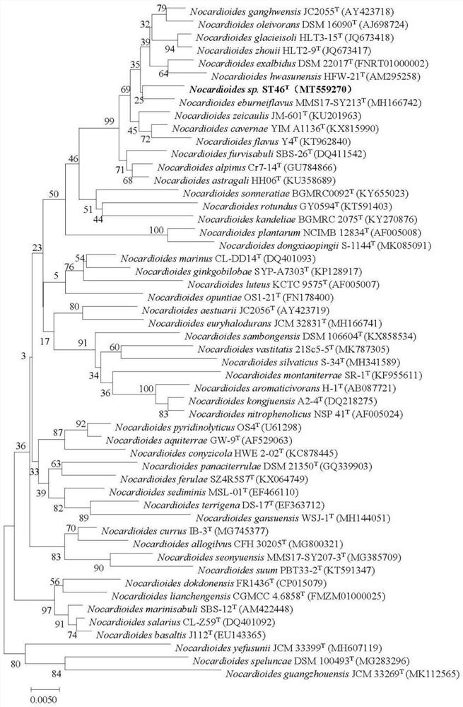 Nocardioides as well as separation method and application thereof