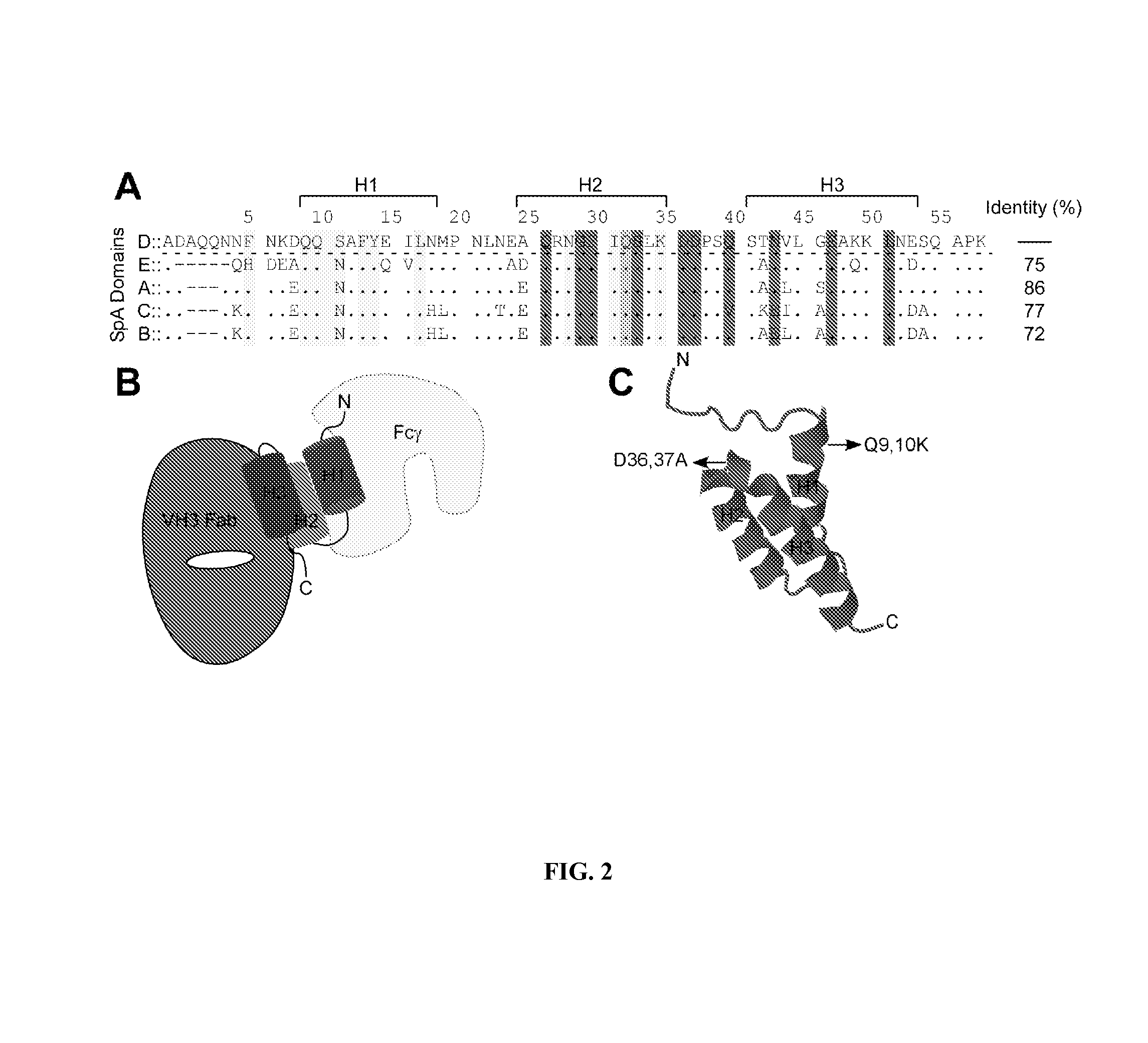 Compositions and methods related to protein A (SpA) variants