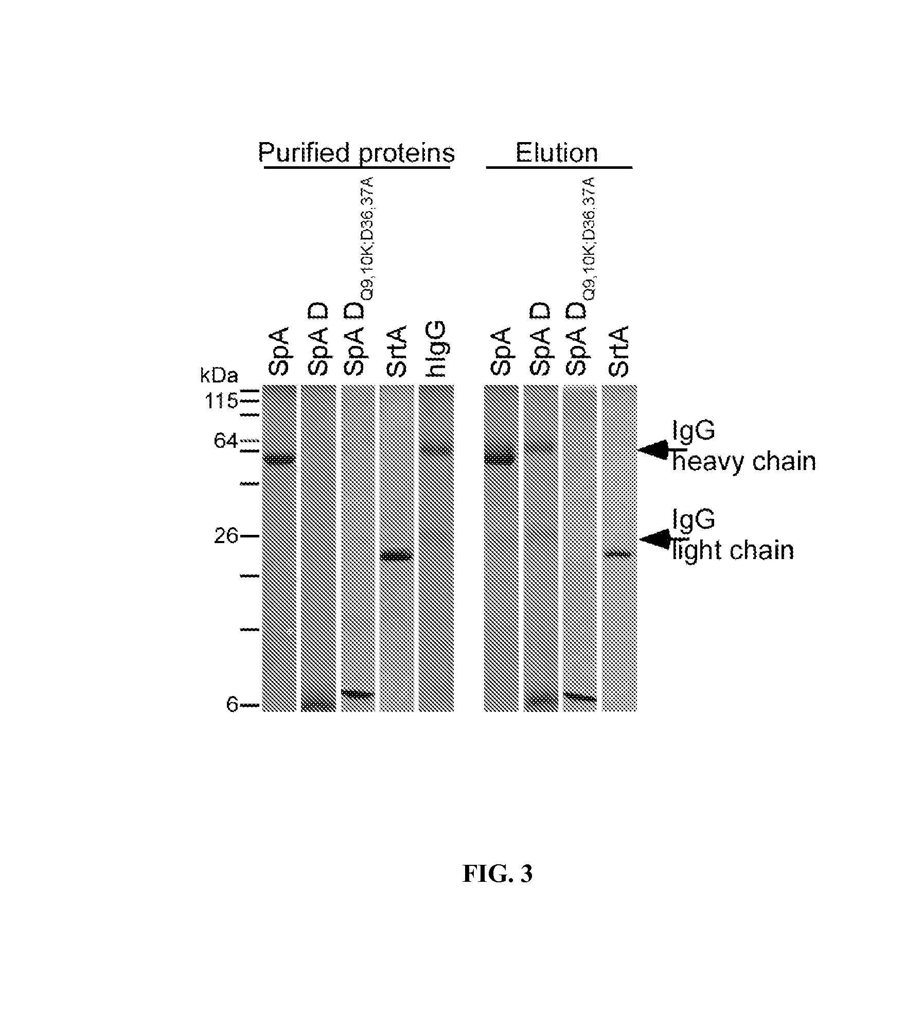 Compositions and methods related to protein A (SpA) variants