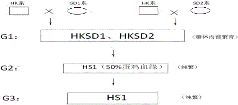 Breeding method of complete set line of local characteristic laying hens capable of realizing autosexing based on barred feather