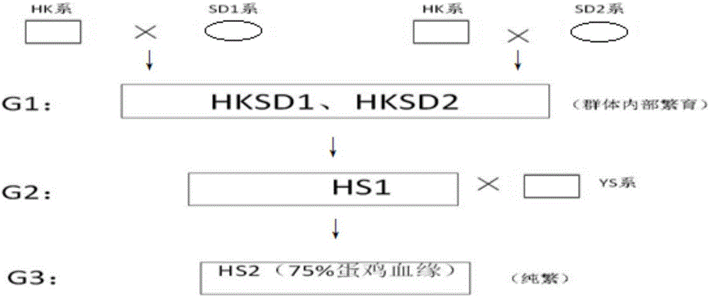 Breeding method of complete set line of local characteristic laying hens capable of realizing autosexing based on barred feather