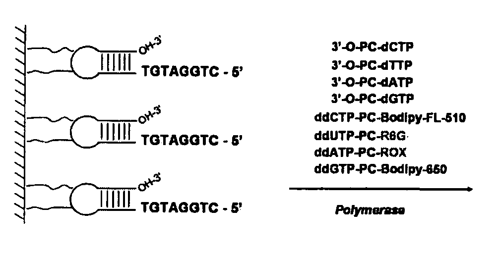 DNA sequence with non-fluorescent nucleotide reversible terminators and cleavable label modified nucleotide terminators