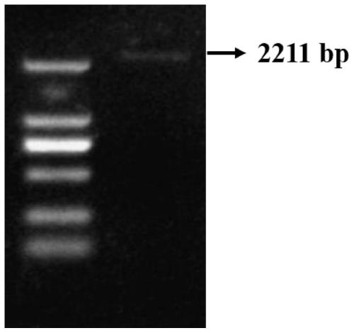 Endoglucanase, its coding gene cel5a-h55 and its application