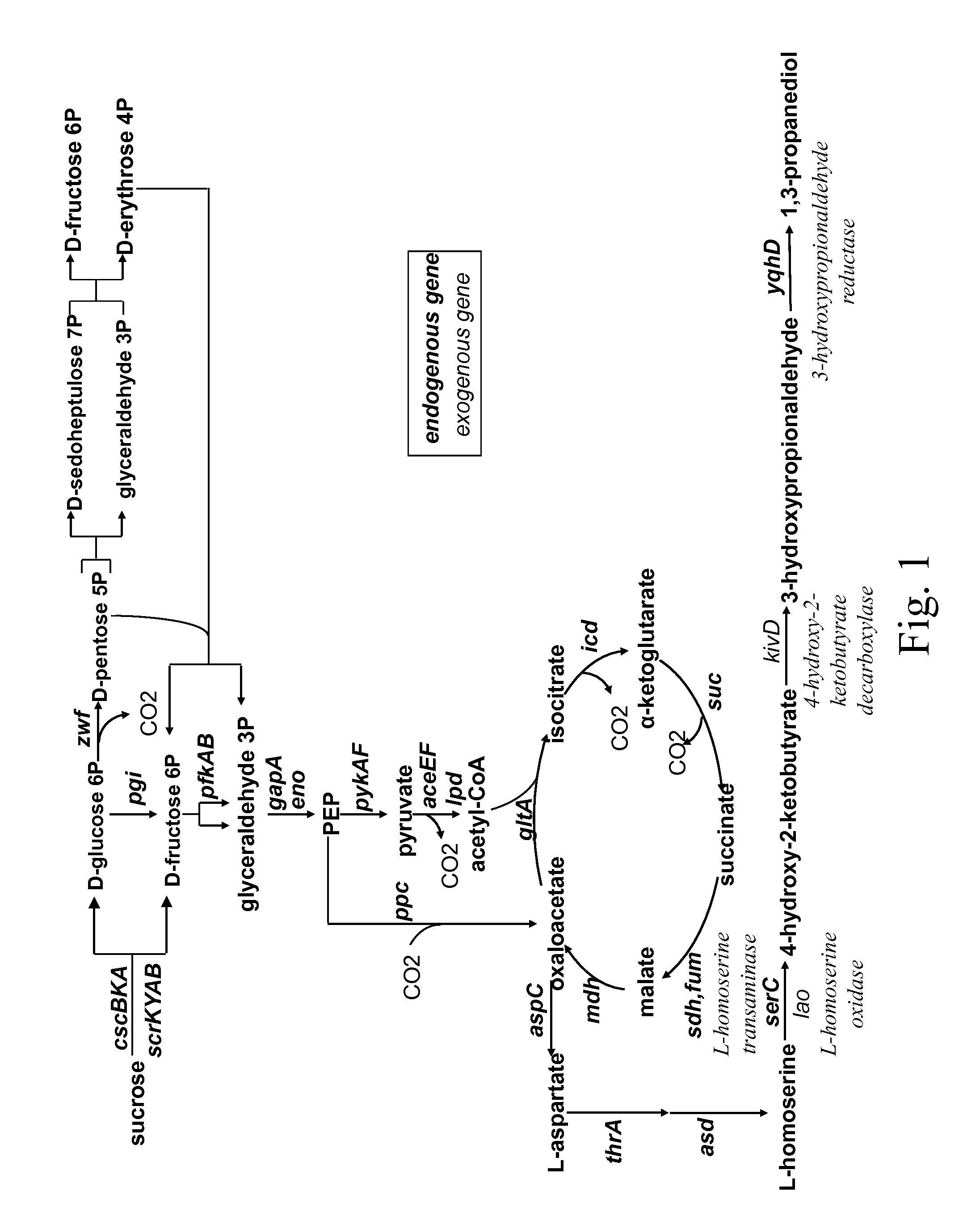 Method for the preparation of 1,3-propanediol from sucrose