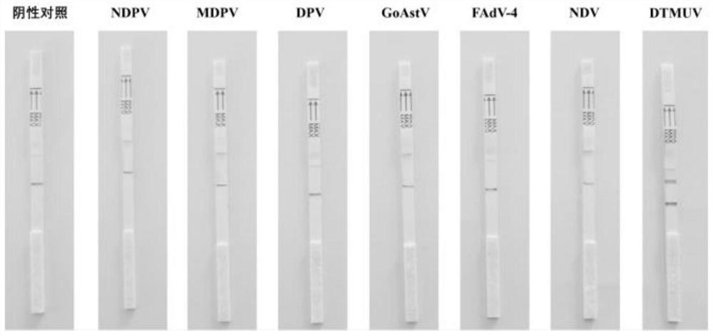 Duck tembusu virus nucleic acid CRISPR-Cas13a detection system, RPA primer pair and crRNA