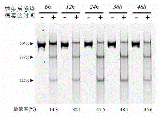 Site-directed modification method for DNA viral genome