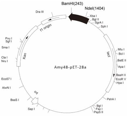 A kind of α-amylase gene and its application