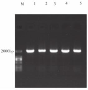 A kind of α-amylase gene and its application
