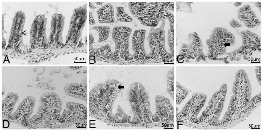 Preparation method of traditional Chinese medicine composition and preparation for Aeromonas ichthyosa enteritis