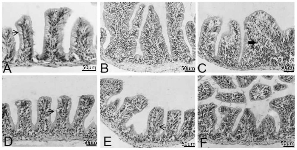 Preparation method of traditional Chinese medicine composition and preparation for Aeromonas ichthyosa enteritis