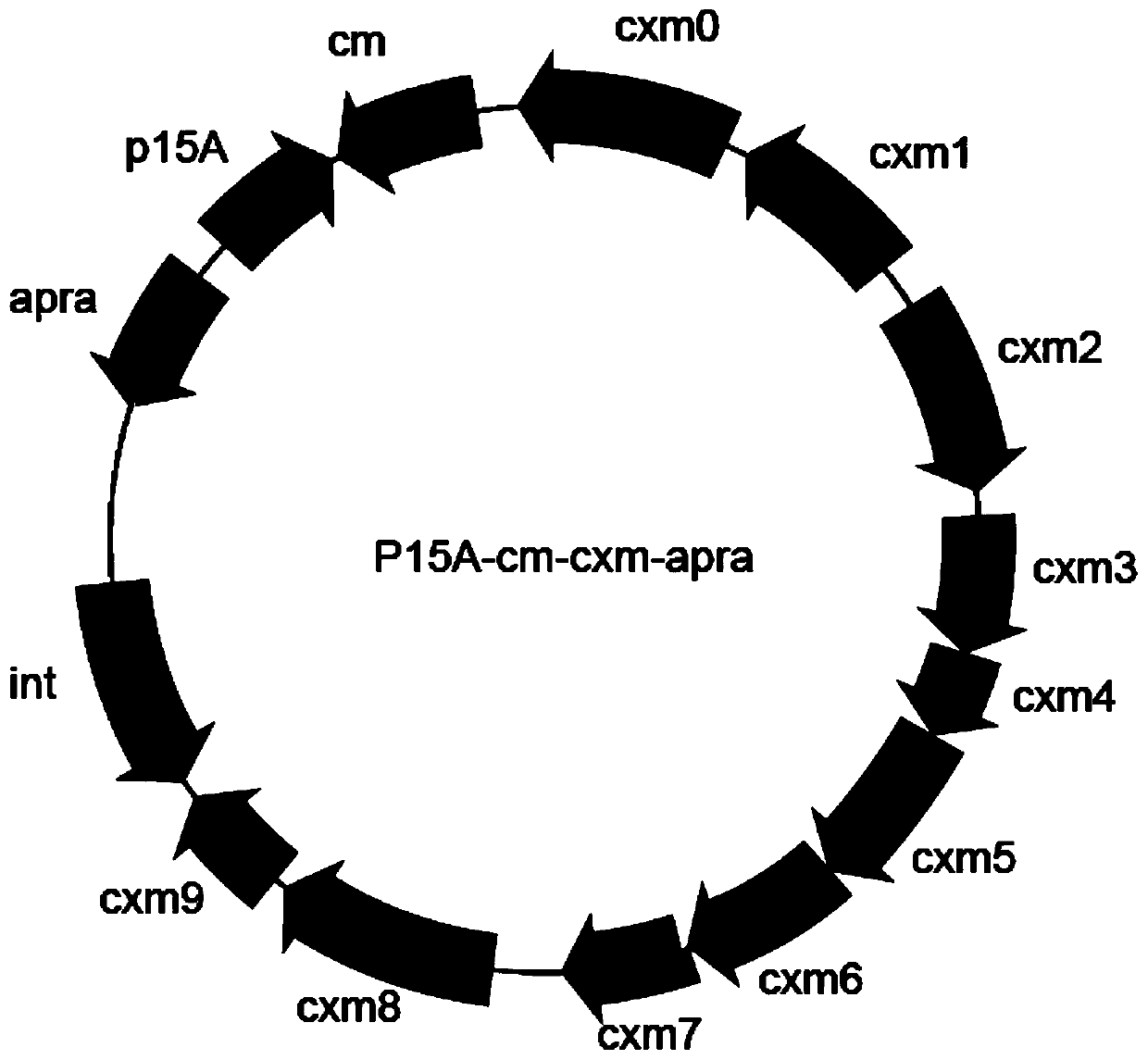 Biosynthetic gene cluster of noveltymycin and its application