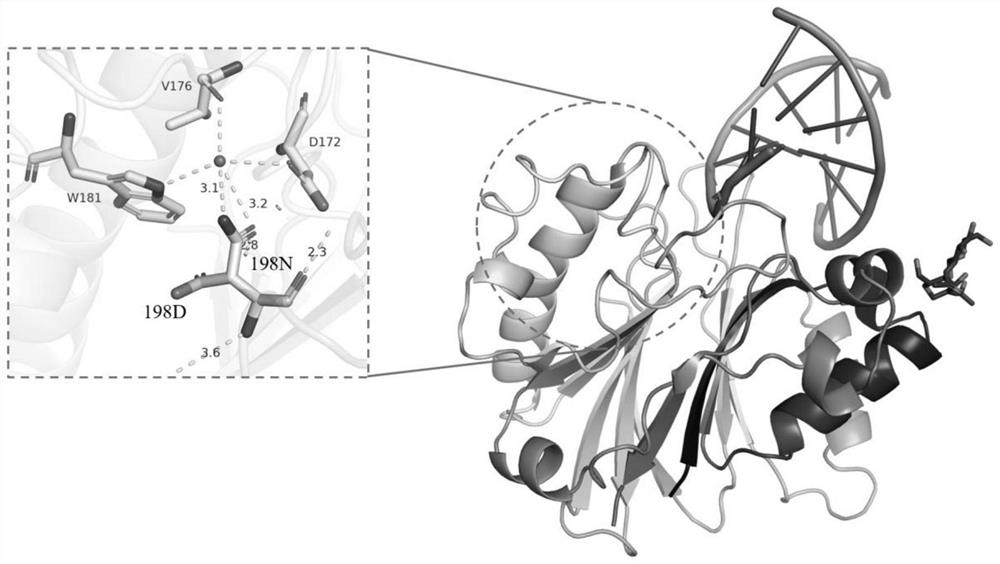 Preparation and application of high-salt-resistant and high-activity DNase I mutant