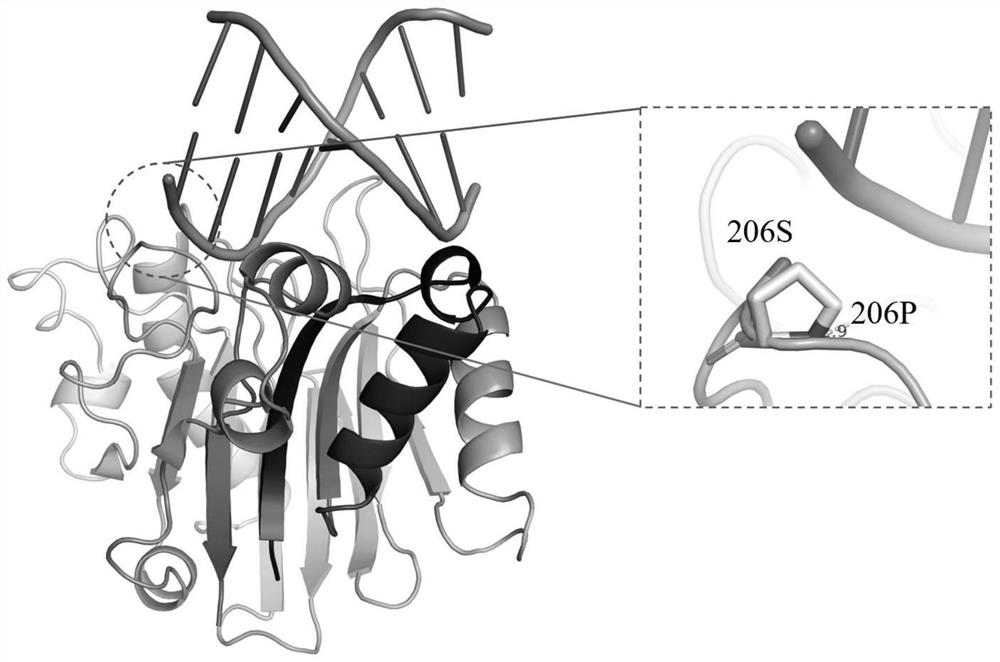 Preparation and application of high-salt-resistant and high-activity DNase I mutant