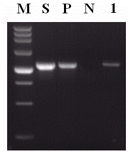 Echinococcus granulosus detection kit and application thereof