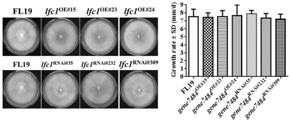 Regulation and application of transcription factor lfc1 on fruiting body development of Flammulina velutipes