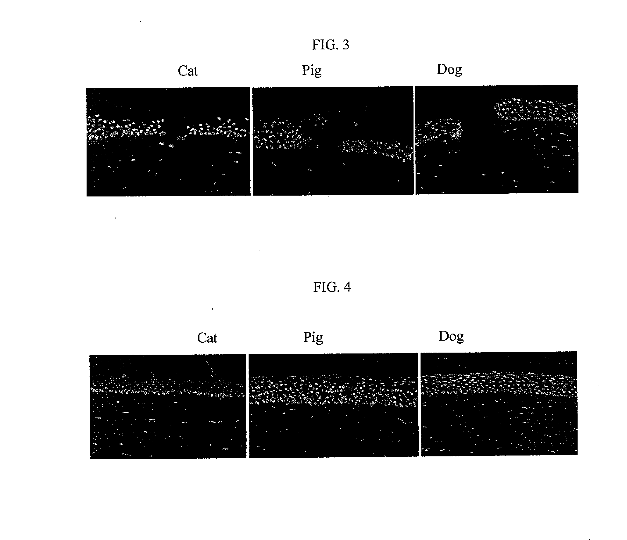 Model system of acanthamoeba keratitis syndrome and method for selecting a treatment thereof