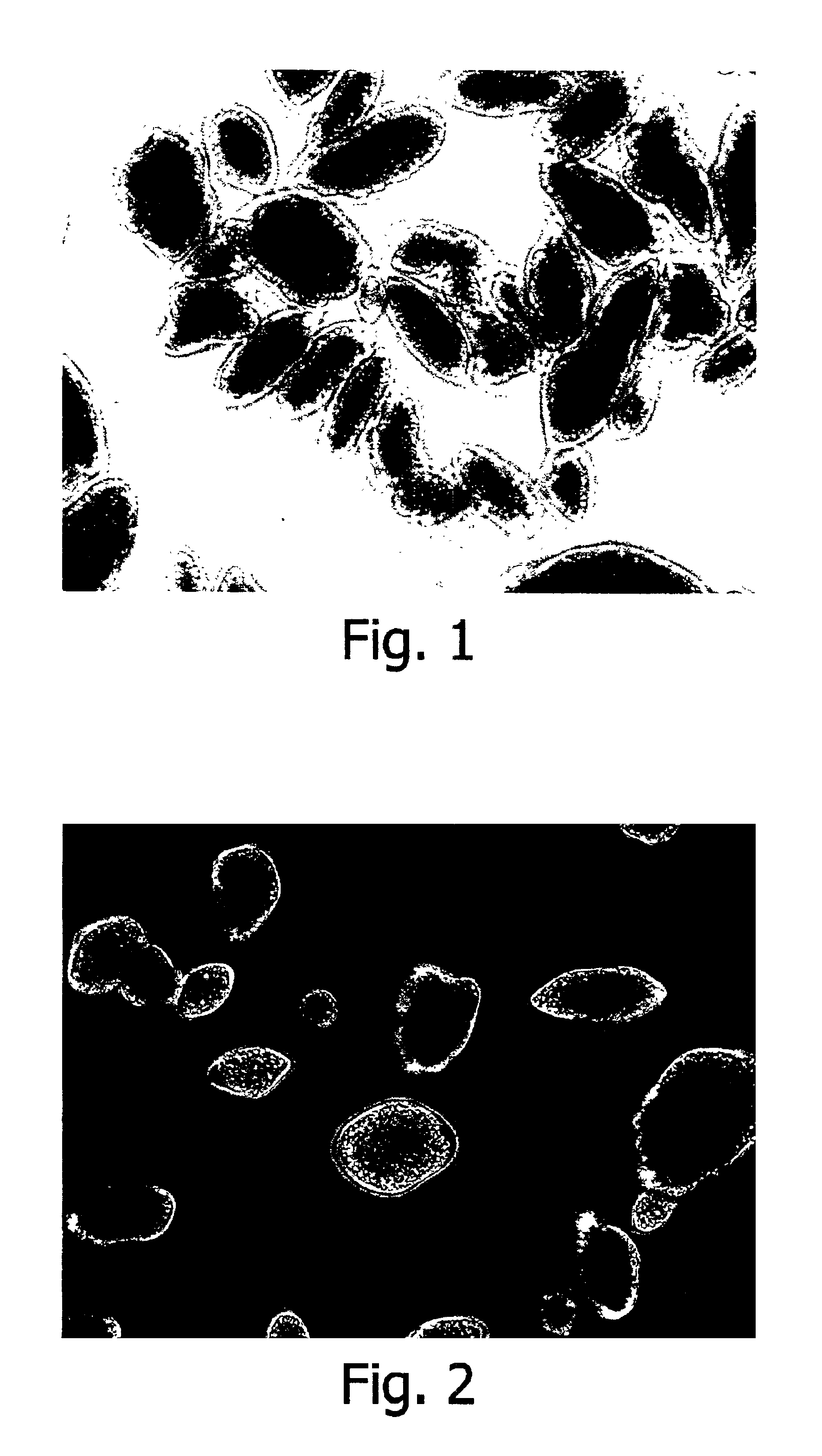 Encapsulated agglomeration of microcapsules and method for the preparation thereof
