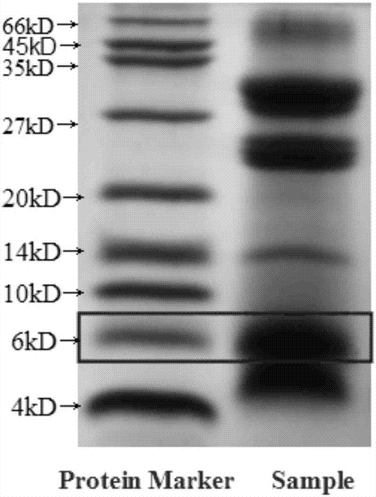 Momordica charantia polypeptide pharmaceutical composition for treating diabetes ulcer and preparation method thereof