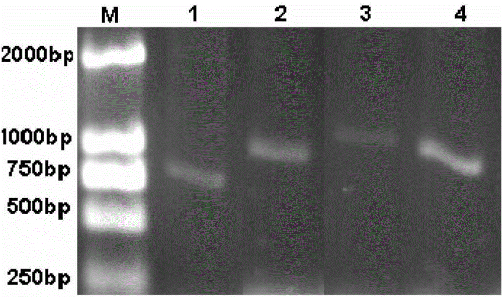 Method utilizing degenerate primer to detect diversity of bacteria catalase in seawater