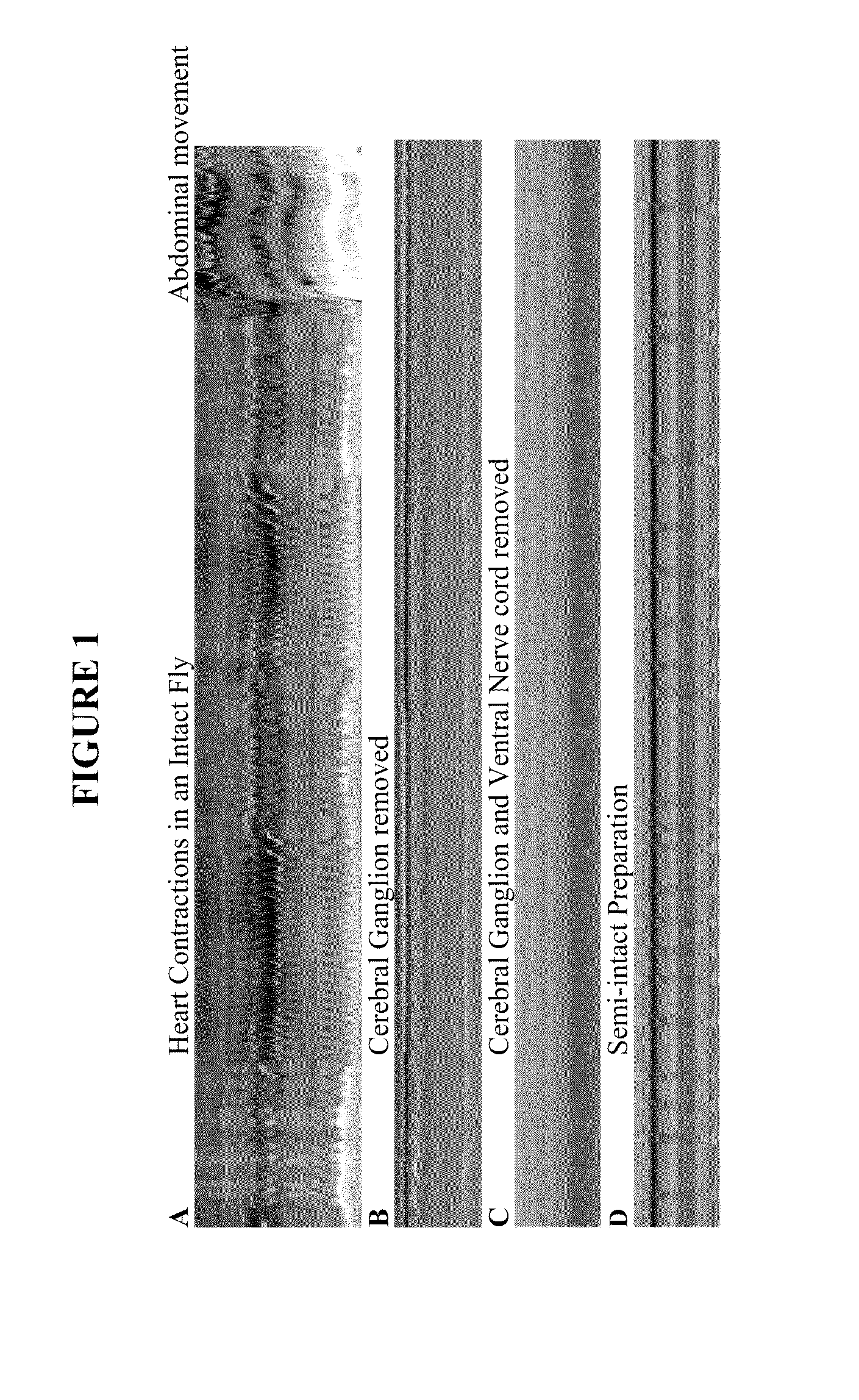 Compositions and methods for screening cardioactive drugs