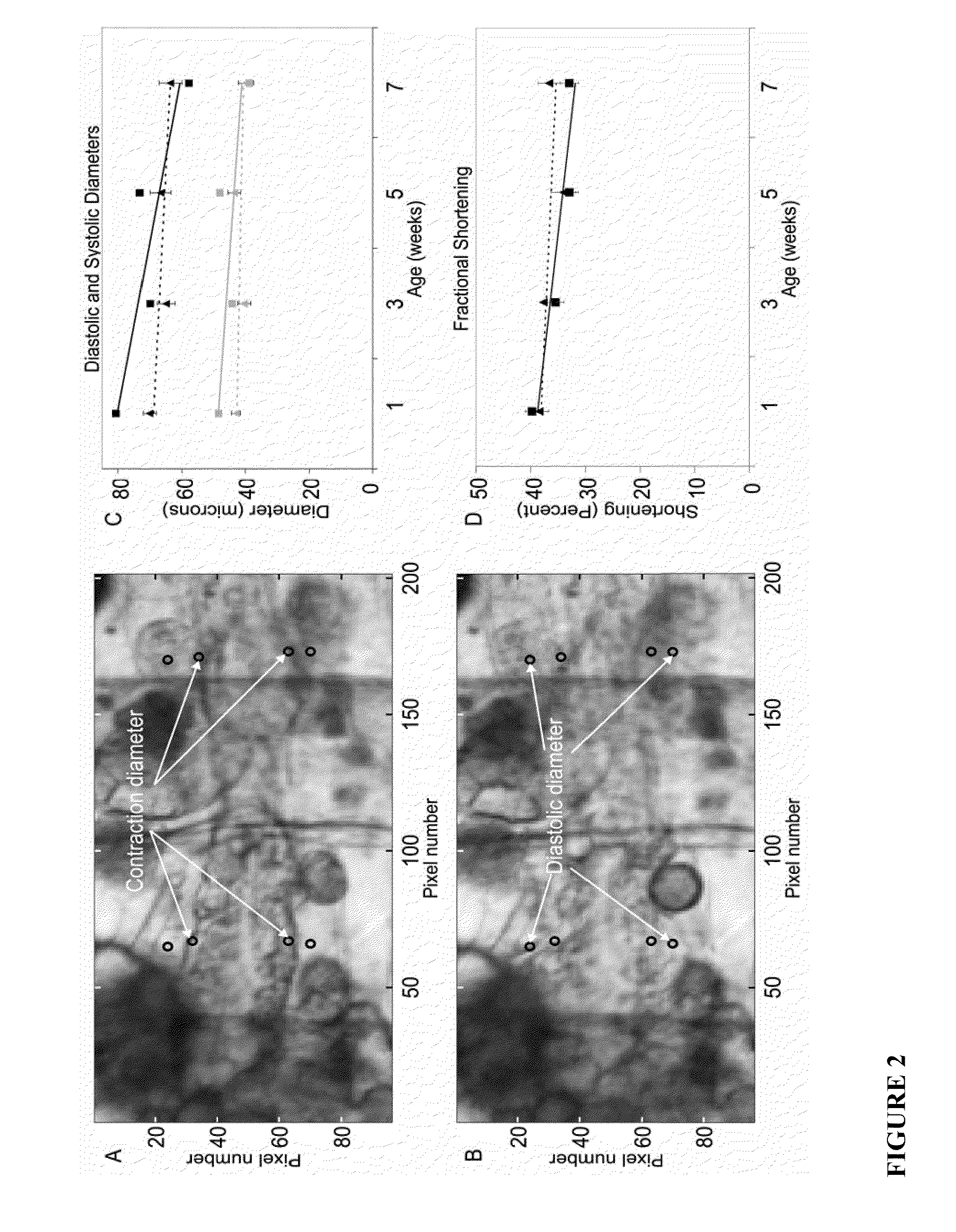 Compositions and methods for screening cardioactive drugs