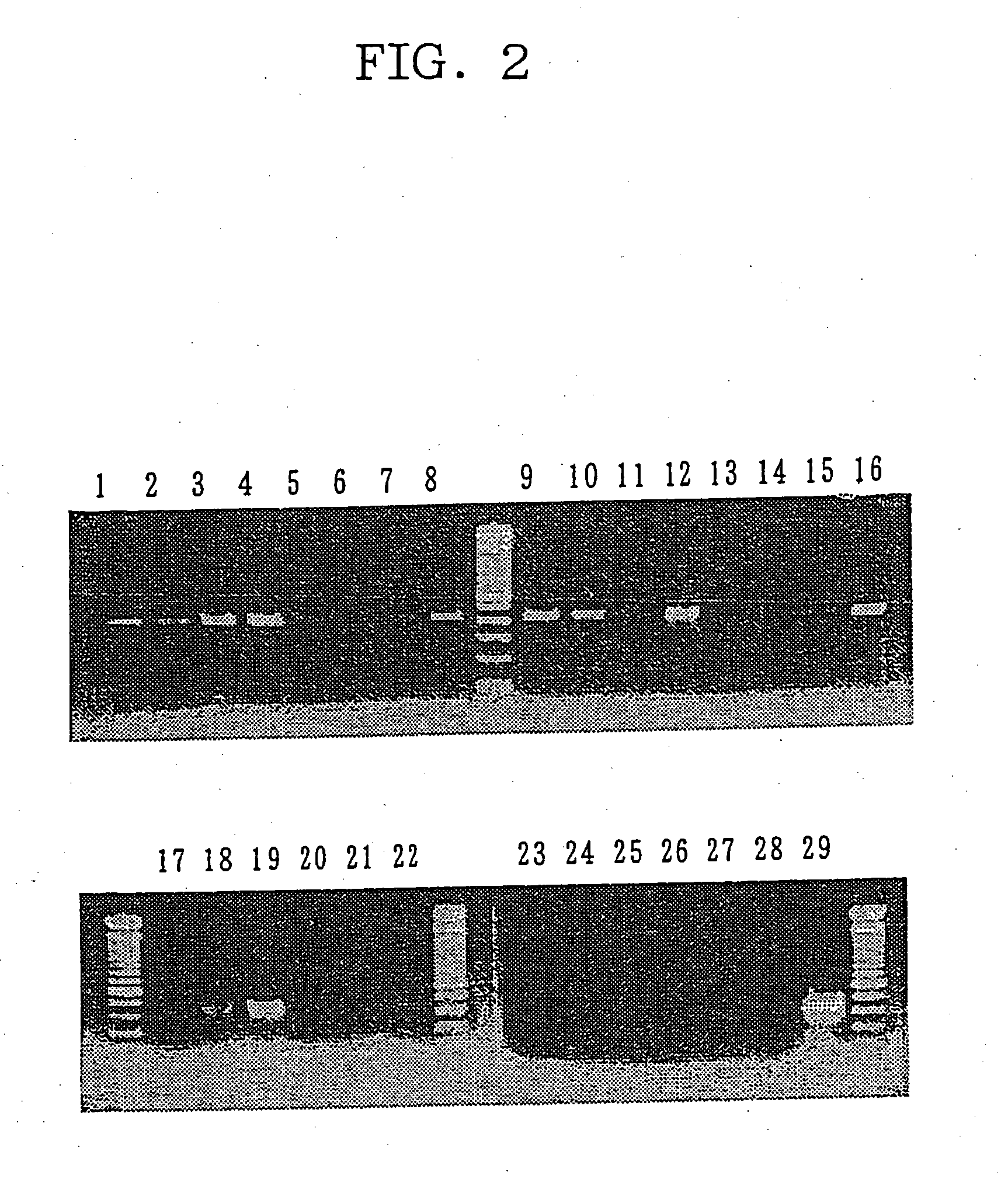 Novel insulin/IGF/relaxin family polypeptides and DNAs thereof