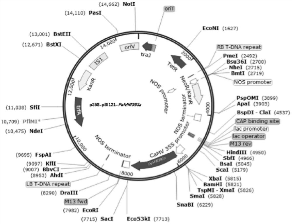 A gene pemir393a regulating adventitious root development in poplar and its application