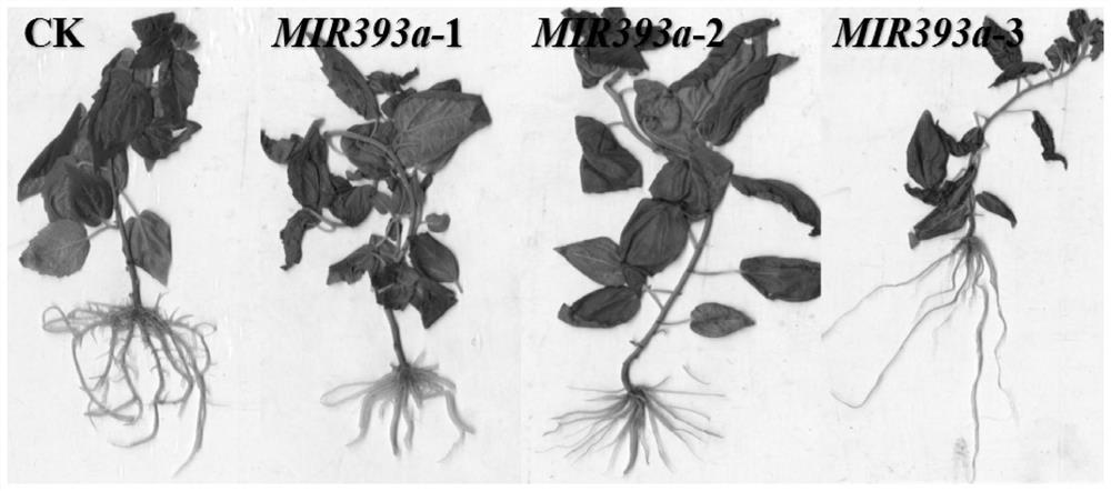 A gene pemir393a regulating adventitious root development in poplar and its application