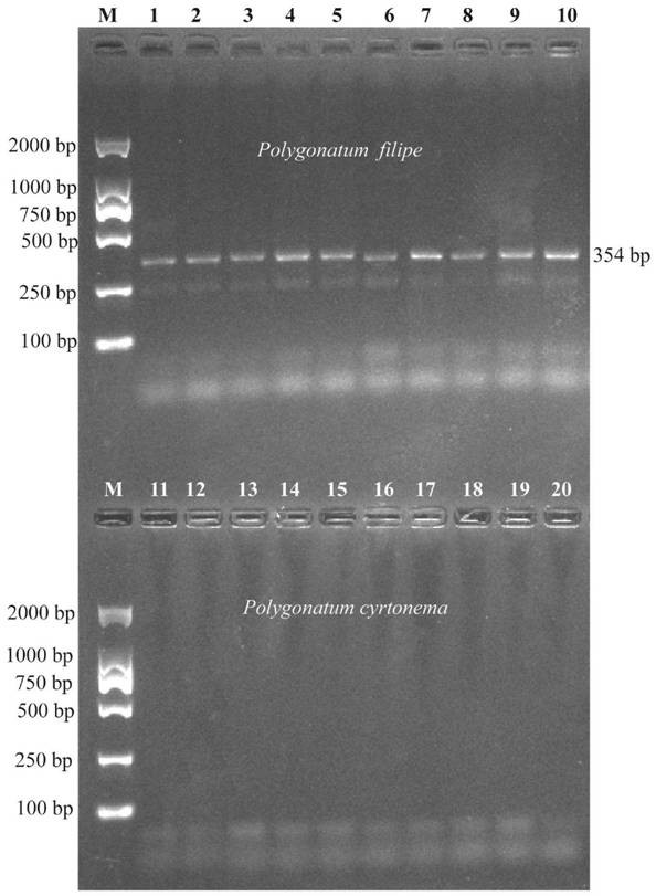 Characteristic sequence, primers and method for distinguishing Polygonatum long-stemmed and Polygonatum polyflora