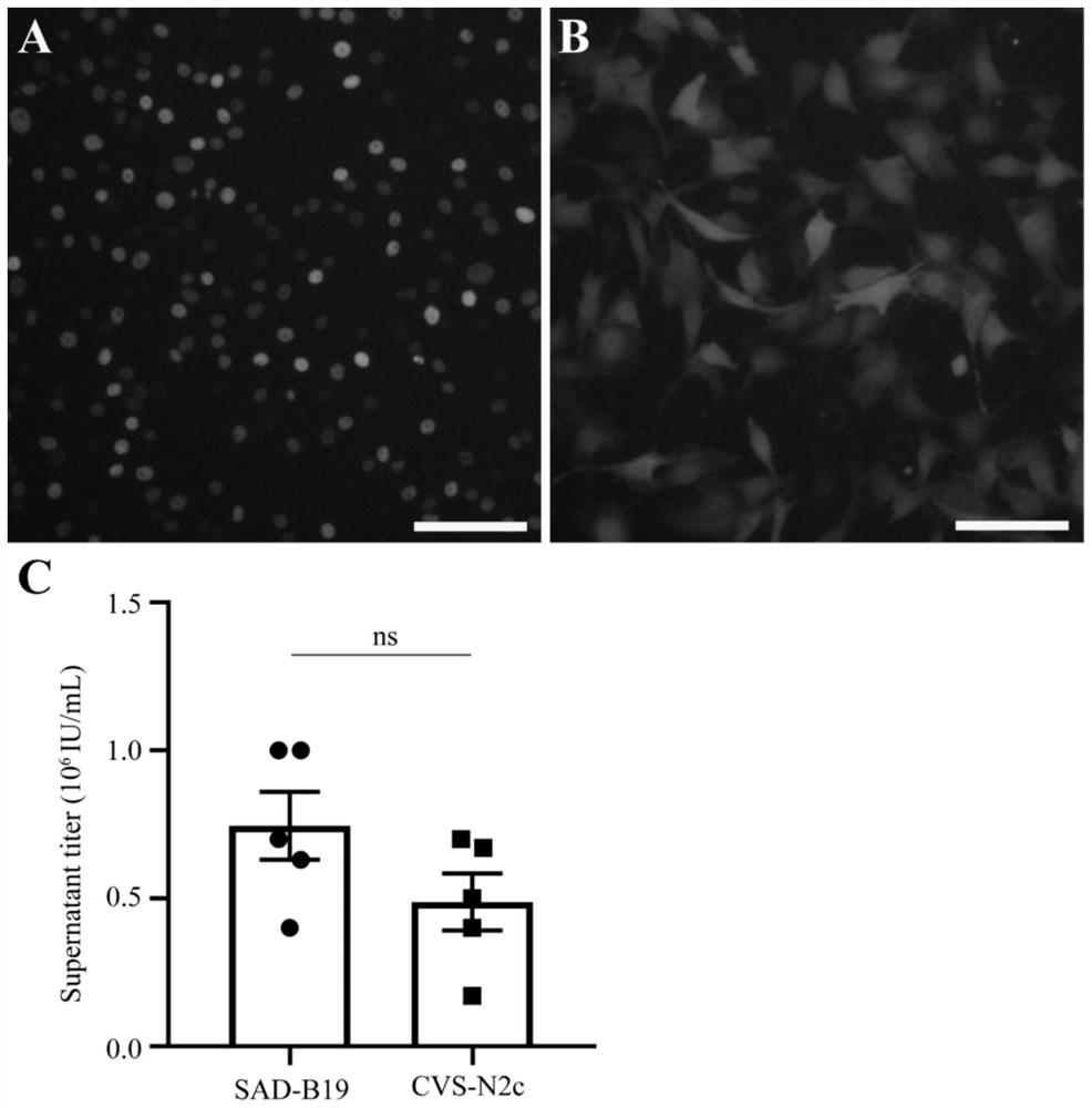 Preparation method and application of attenuated rabies virus