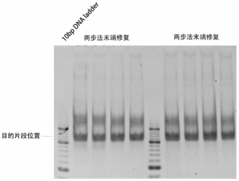Ribosome print sequencing library construction method
